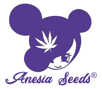 картинка Pineapple Runtz Auto от магазина Semki