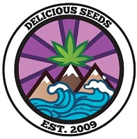 картинка Critical Jack Herer от магазина Semki